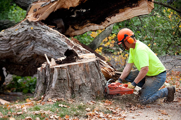 Tree and Shrub Care in Morrow, GA